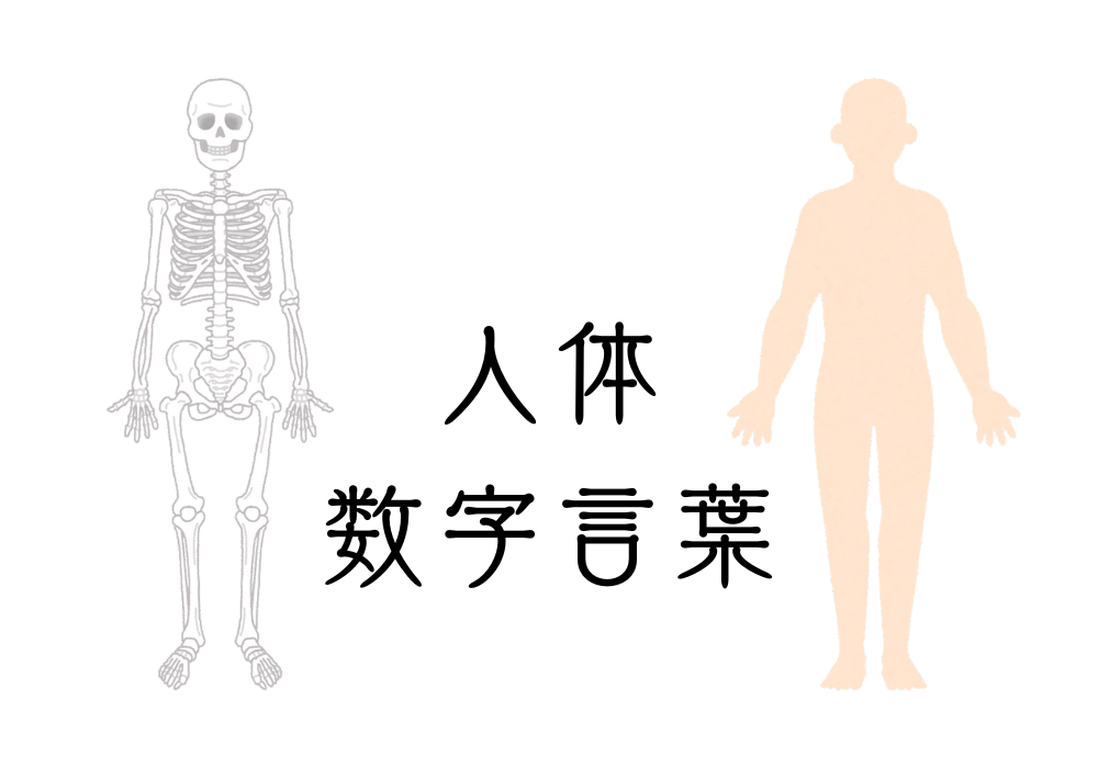 人体の数字言葉